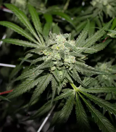 Girl Scout Cookies (Herbies Seeds)