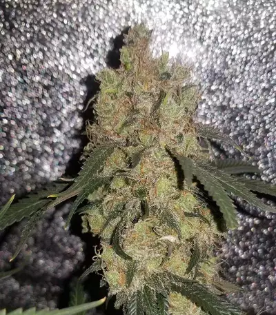Runtz Gum strain