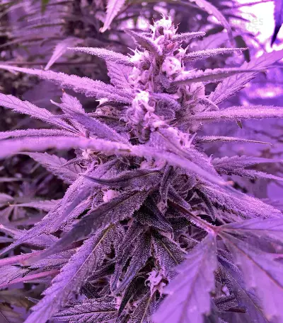 60 Day Lemon Autoflower (DNA Genetics)
