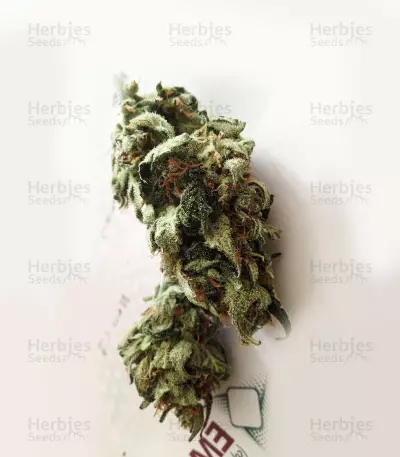 Auto Bio Diesel Mass strain