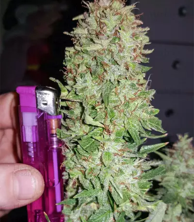 Semillas feminizadas Auto Blueberry
