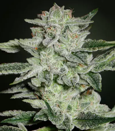 Graines de cannabis Auto Blues (Mephisto Genetics)