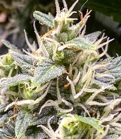 Auto Duck strain