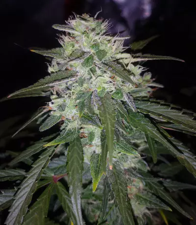 Auto Gelato 33 strain