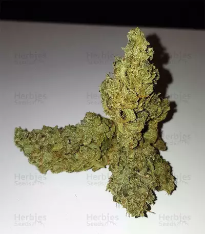 Auto Gelato strain