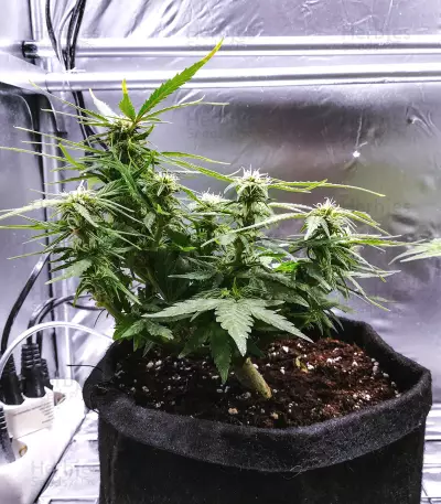 Auto Somango feminized seeds