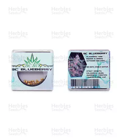 BC Blueberry regular seeds
