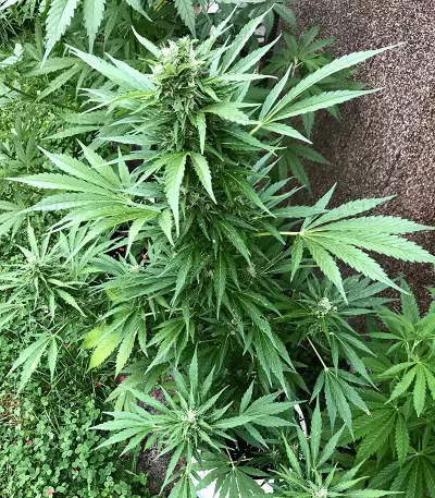 BCN Critical XXL Autoflower (Seedstockers) Cannabis-Samen