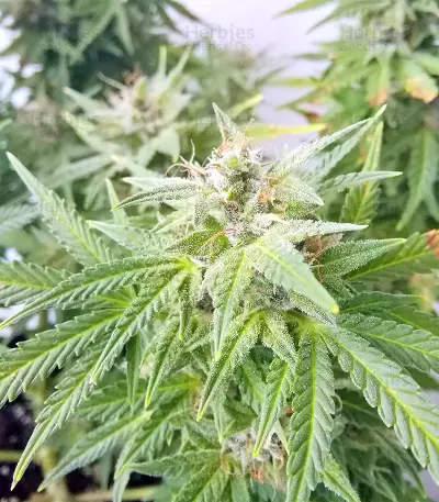 BCN Power Plant Seeds