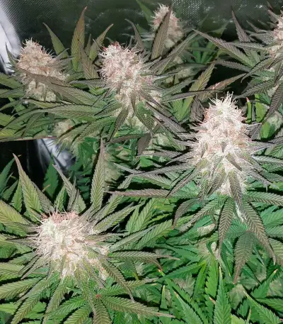 Blue Cheese strain