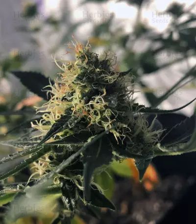 Blueberry Ghost OG strain