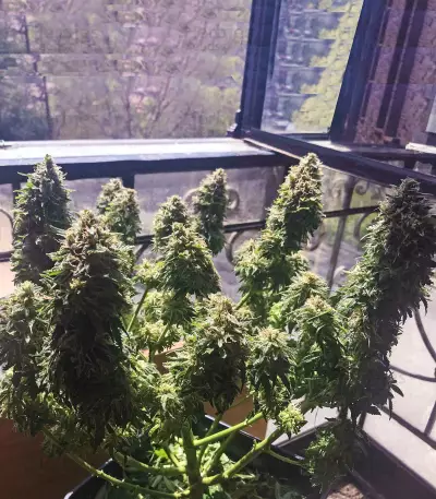 Buddha Deimos Auto Regular seeds