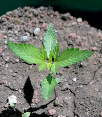 CBD Lemon Potion Auto Seeds
