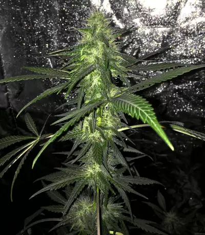 Caribe Seeds