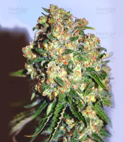 Critical Seeds