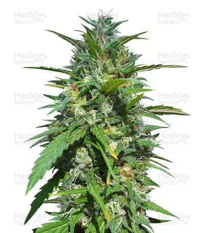 Buy Destroyer Regular seeds