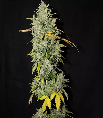 Diesel Auto Seeds