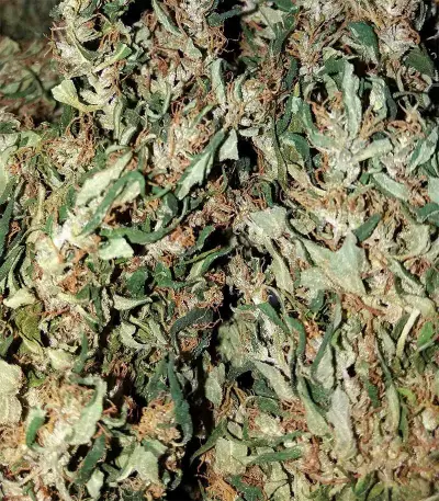 Dr. Grinspoon (Barney's Farm)