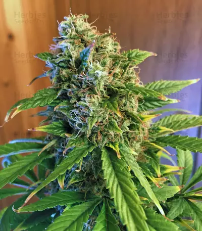 Ese T. Bilbo Auto Seeds