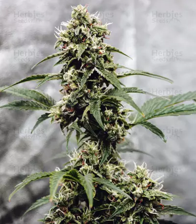Fantasmo Express Auto Seeds