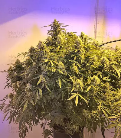 Gnasha (Big Head Seeds)