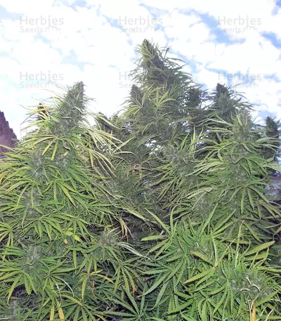 Golden Tiger Regular seeds