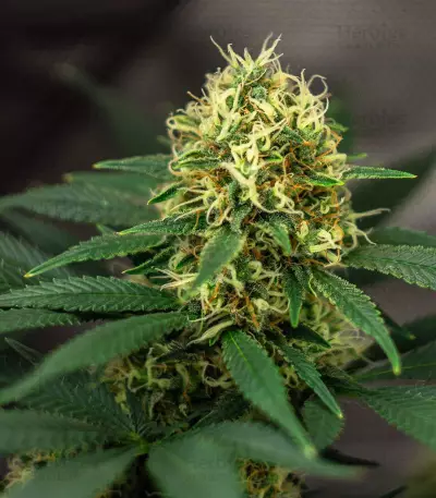 Graines de cannabis LA Confidential (DNA Genetics)