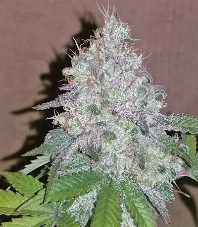 Neville's Haze Seeds