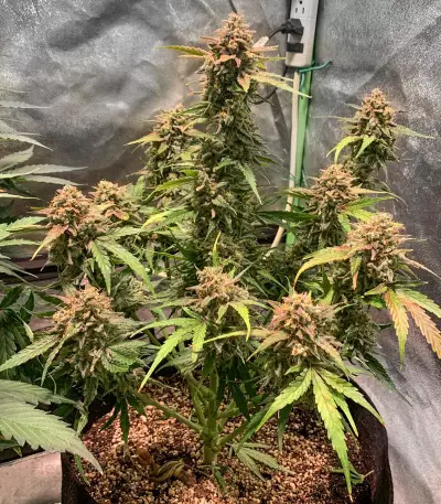 Blue Amnesia Auto cannabis strain