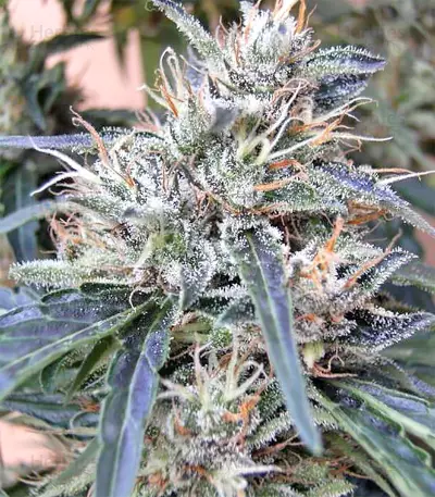 Panama Regular seeds
