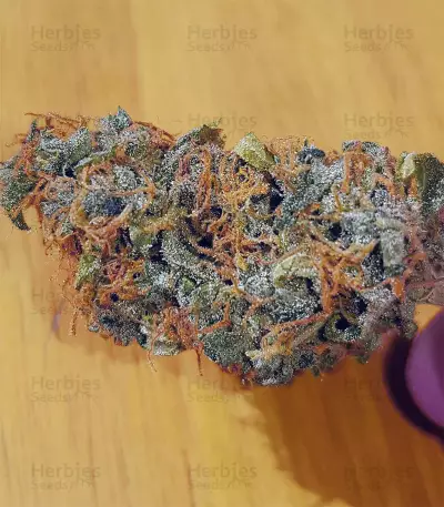 Purple Punch Seeds (Seedstockers)