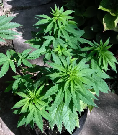 Purple Punch (Big Head Seeds) Cannabis-Samen