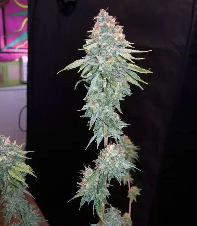 Sherbet Queen strain