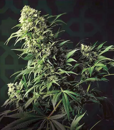 Shiva Shanti II Seeds