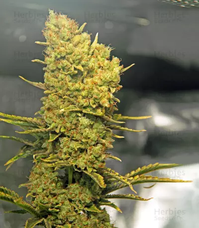 Silver Bubble (Reserva Privada)