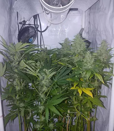 Sticky Fingers feminized seeds