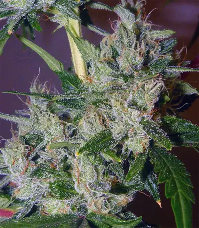 Sucker Punch Auto Seeds