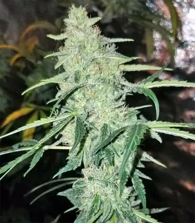 The White Train Auto Seeds