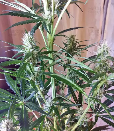 Tikal Seeds - Cannabis Strain Seeds for Sale