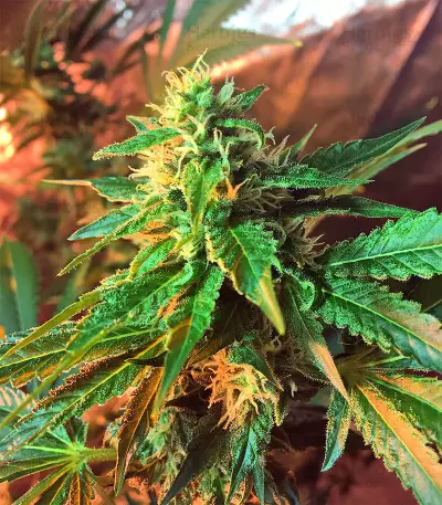 Graines de cannabis Wedding Cake (Big Head Seeds)