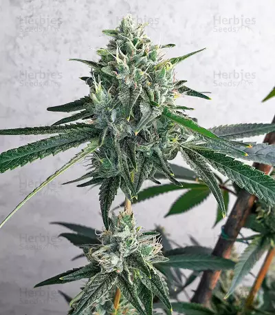 Alpha 21 Seeds (AlphaFem Seeds)