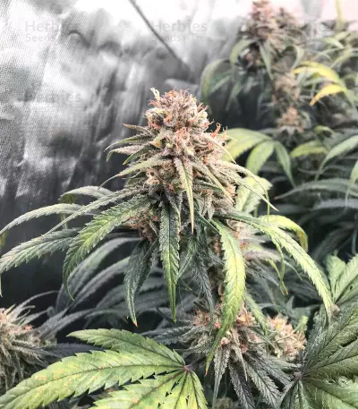 Amnesia (Herbies Seeds)