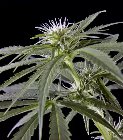 Arjan's Haze #2 (GHS)