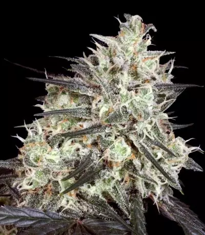 Atomical Haze Seeds