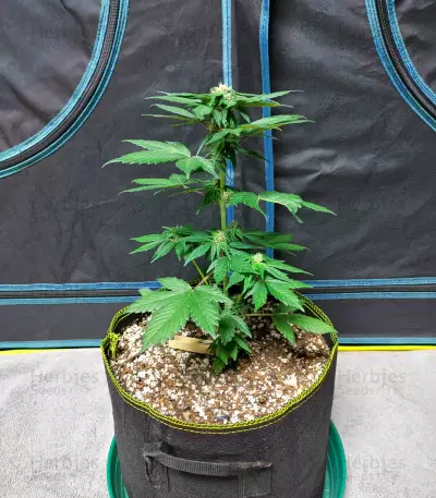 Auto Purple Diesel strain