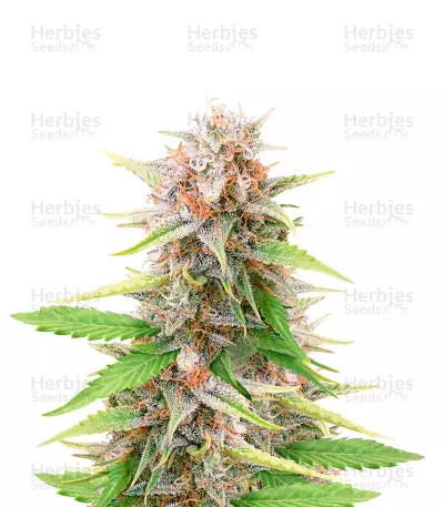 Black Domina Fast Version Feminized Seeds (Herbies Seeds USA)