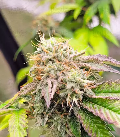 Semi Femminizzati Blackwater (Original Sensible Seeds)
