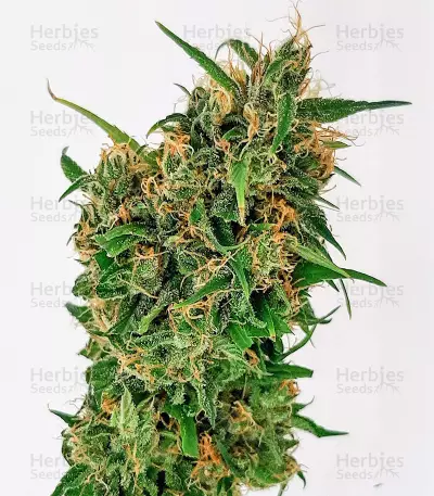 CBD Lemon Aid feminized seeds