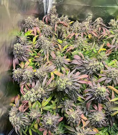 Chem Cookies Seeds (AlphaFem Seeds)