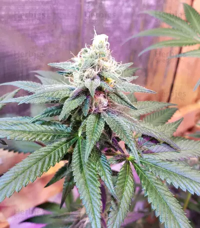Cindy 99 (BlimBurn Seeds)
